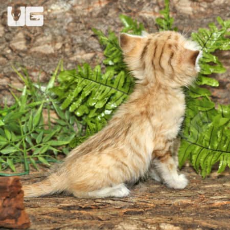 Baby Sand Cat (Felis margarita) For Sale - Underground Reptiles