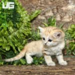 Baby Sand Cat (Felis margarita) For Sale - Underground Reptiles