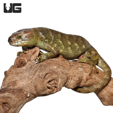 Male Monkey Tail Skink perched on a wooden branch, showcasing vibrant scales and distinctive tail.