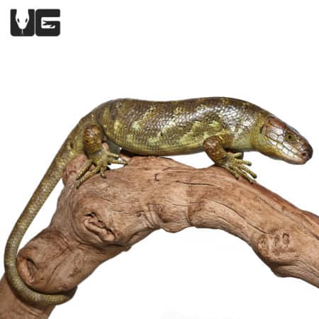 Baby Male Monkey Tail Skink on a branch, showcasing its distinctive tail and vibrant scales.