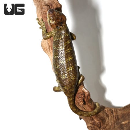Baby Male Monkey Tail Skink on a branch, showcasing its distinctive tail and vibrant scales.