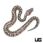 Baby Super Pastel Ball Python (Python regius) for sale - Underground Reptiles