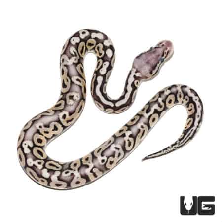 Baby Super Pastel Ball Python (Python regius) for sale - Underground Reptiles