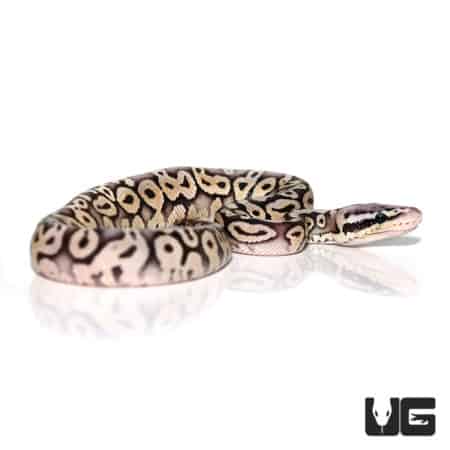 Baby Super Pastel Ball Python (Python regius) for sale - Underground Reptiles