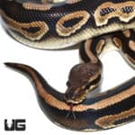 Yearling Mystic Het Clown Ball Python (Python regius) For Sale - Underground Reptiles