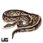 Yearling Mystic Het Clown Ball Python (Python regius) For Sale - Underground Reptiles