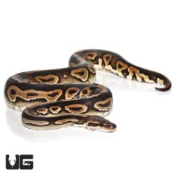 Yearling Mystic Het Clown Ball Python (Python regius) For Sale - Underground Reptiles