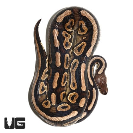 Yearling Mystic Het Clown Ball Python (Python regius) For Sale - Underground Reptiles