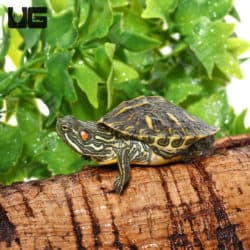 Yearling Rio Grande Red Ear Slider Turtles (Trachemys scripta elegans) For Sale - Underground Reptiles