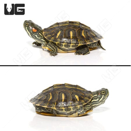 Yearling Rio Grande Red Ear Slider Turtles (Trachemys scripta elegans) For Sale - Underground Reptiles