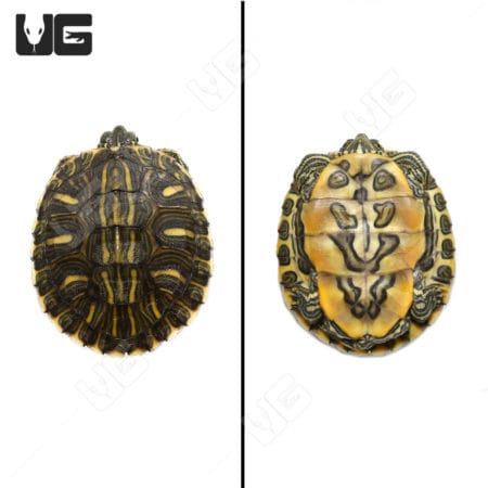 Red Ear Slider turtle, juvenile Rio Grande species, showcasing vibrant shell patterns.