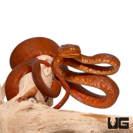 Baby Amazon Tree Boa with vibrant orange and red coloration.