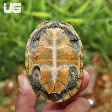 Juvenile Stinkpot Musk Turtles (Sternotherus odoratus) for sale