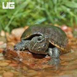 Juvenile Stinkpot Musk Turtles (Sternotherus odoratus) for sale