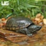 Juvenile Stinkpot Musk Turtles (Sternotherus odoratus) for sale