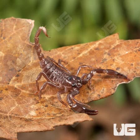 Minotaur Forest Scorpion (Heterometrus laevigatus) For Sale - Underground Reptiles