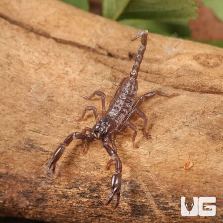 Minotaur Forest Scorpion (Heterometrus laevigatus) For Sale - Underground Reptiles