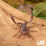 Minotaur Forest Scorpion (Heterometrus laevigatus) For Sale - Underground Reptiles