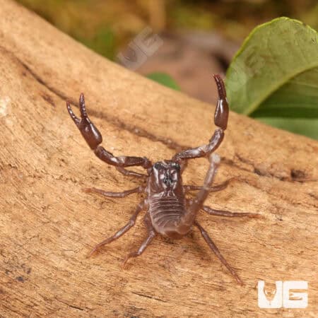 Minotaur Forest Scorpion (Heterometrus laevigatus) For Sale - Underground Reptiles