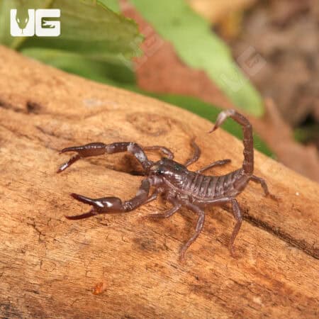 Minotaur Forest Scorpion (Heterometrus laevigatus) For Sale - Underground Reptiles