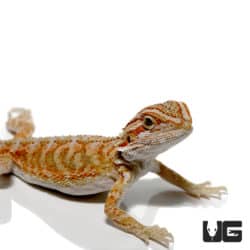 Baby Hypo Creamsicle Bearded Dragon For Sale - Underground reptiles