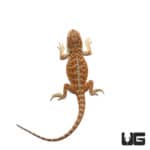 Baby Hypo Creamsicle Bearded Dragon For Sale - Underground reptiles