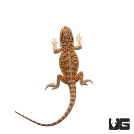 Baby Hypo Creamsicle Bearded Dragon For Sale - Underground reptiles
