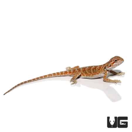 Baby Hypo Creamsicle Bearded Dragon For Sale - Underground reptiles