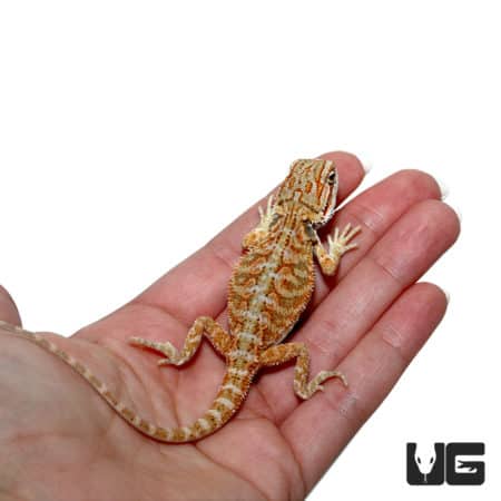 Baby Hypo Creamsicle Bearded Dragon For Sale - Underground reptiles
