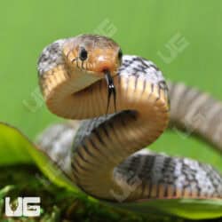 Yellowtail Cribo For Sale - Underground Reptiles