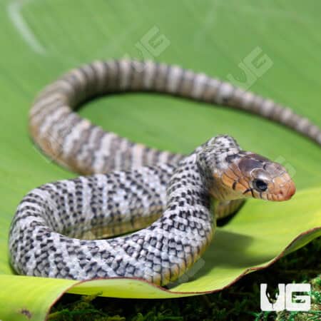 Yellowtail Cribo For Sale - Underground Reptiles