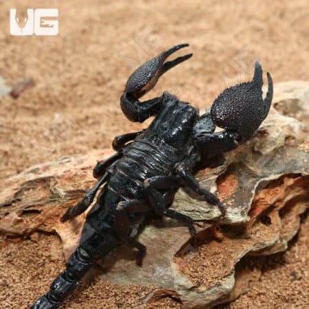 Emperor Scorpion (Pandinus imperator) For Sale - Underground Reptiles