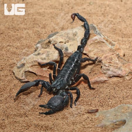 Emperor Scorpion (Pandinus imperator) For Sale - Underground Reptiles