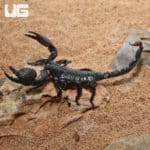 Emperor Scorpion (Pandinus imperator) For Sale - Underground Reptiles