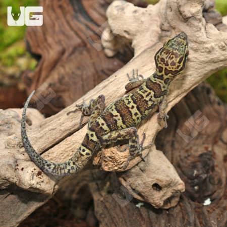 Kunya's Bent Toed Gecko (Cyrtodactylus kuyai) for sale