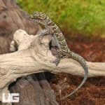 Kunya's Bent Toed Gecko (Cyrtodactylus kuyai) for sale
