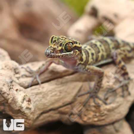 Kunya's Bent Toed Gecko (Cyrtodactylus kuyai) for sale