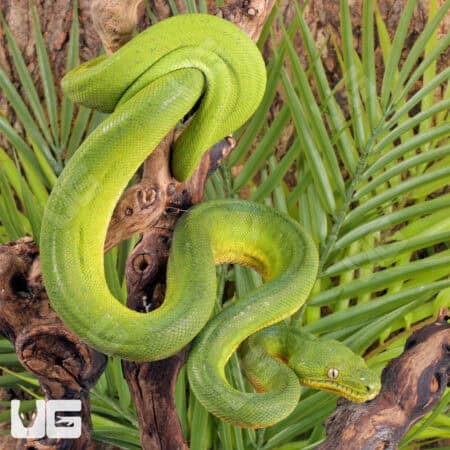 Emerald Tree Boas For Sale - Underground Reptiles