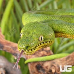 Emerald Tree Boas For Sale - Underground Reptiles