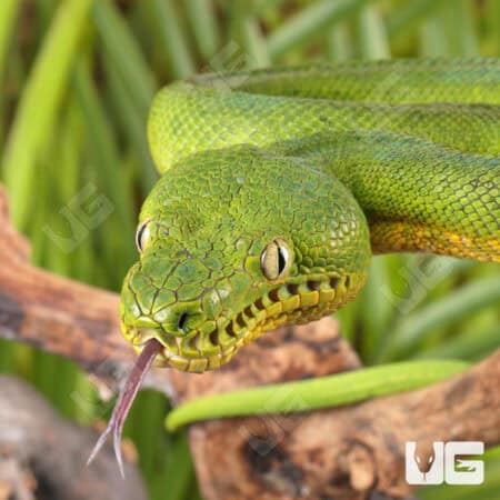 Emerald Tree Boas For Sale - Underground Reptiles