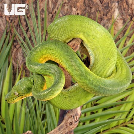 Emerald Tree Boas For Sale - Underground Reptiles