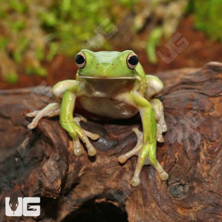 White Lipped Tree Frog in natural habitat, perched on a log.