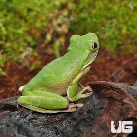 White Lipped Tree Frog resting on a log in a natural habitat.