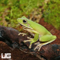 White Lip Tree Frog (Litoria infrafrenatus) For Sale - Underground Reptiles