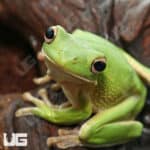 White Lip Tree Frog (Litoria infrafrenatus) For Sale - Underground Reptiles