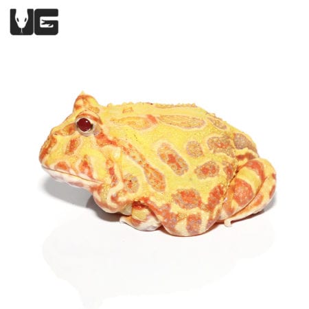 Albino Pacman Frogs (Ceratophrys cranwelli) For Sale - Underground Reptiles