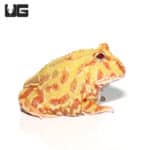 Albino Pacman Frogs (Ceratophrys cranwelli) For Sale - Underground Reptiles