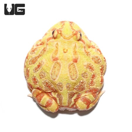 Albino Pacman Frogs (Ceratophrys cranwelli) For Sale - Underground Reptiles
