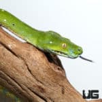 Adult Aru Green Tree Python #1 (Morelia viridis) For Sale - Underground Reptiles