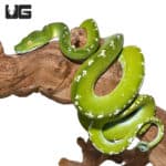 Adult Aru Green Tree Python #1 (Morelia viridis) For Sale - Underground Reptiles